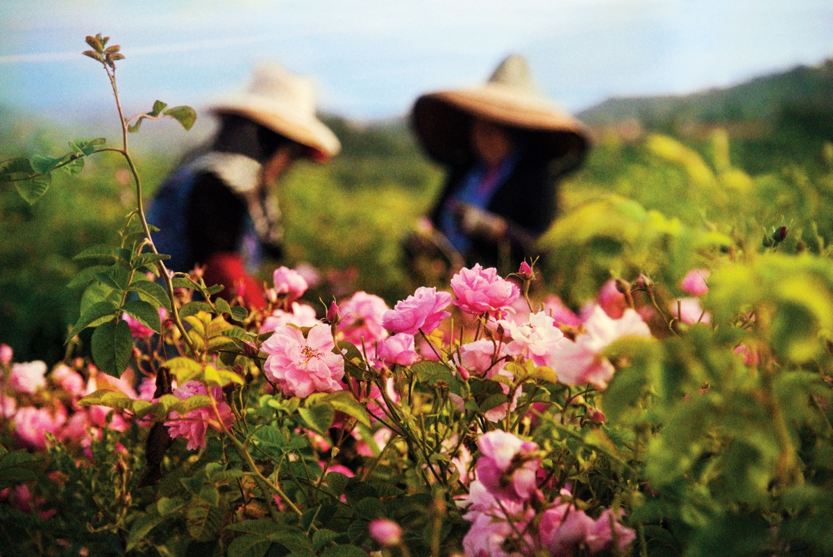Hãng Chanel thu mua những bông hoa hồng, hoa nhài được canh tác hữu cơ tại nông trại ở Grasse thuộc miền Nam nước Pháp để làm nên loại nước hoa nổi tiếng thế giới - Chanel No.5.
